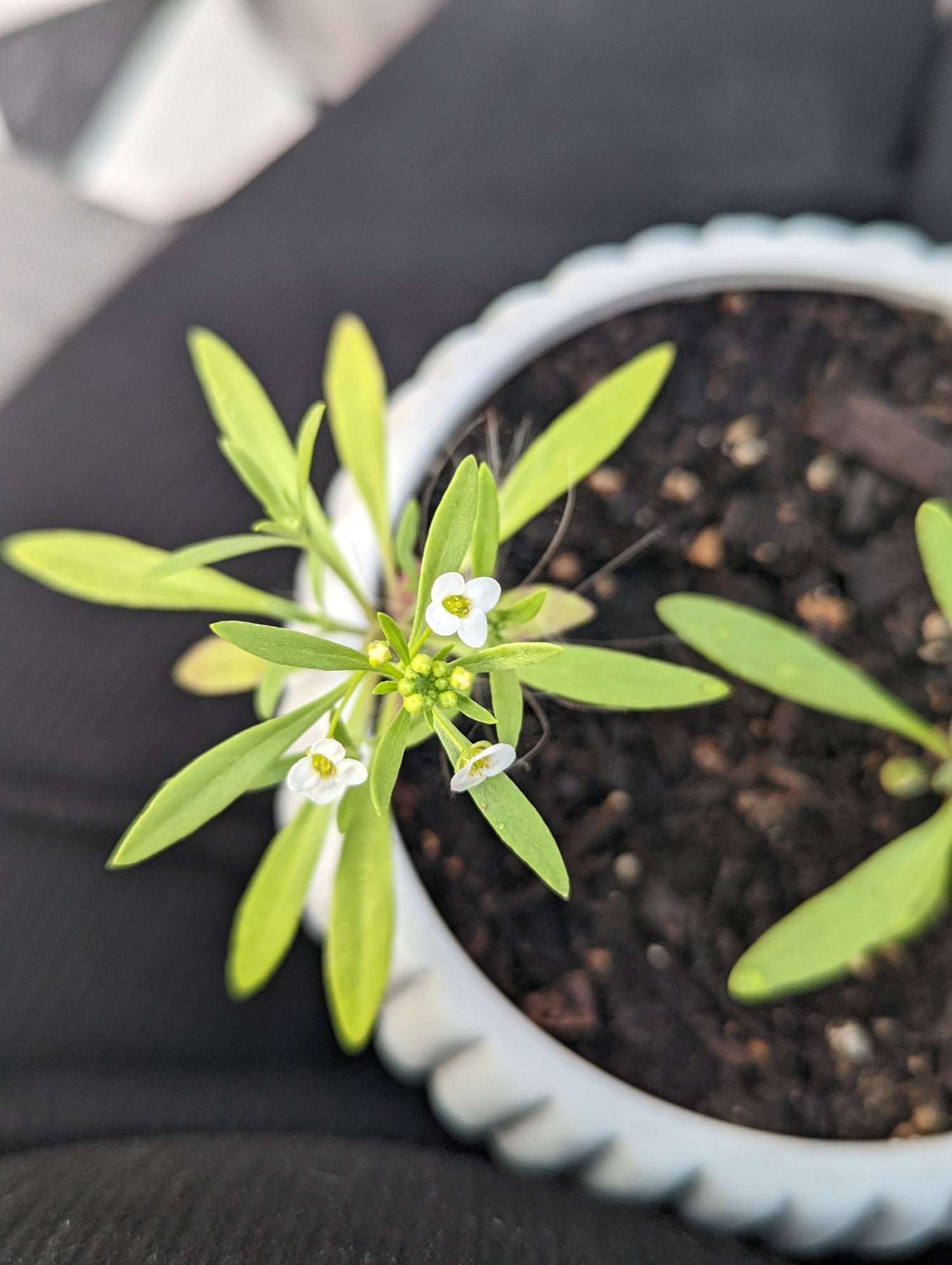 Seed Paper Planting in Cold Climates: The Ultimate Guide! – Stockyard ...