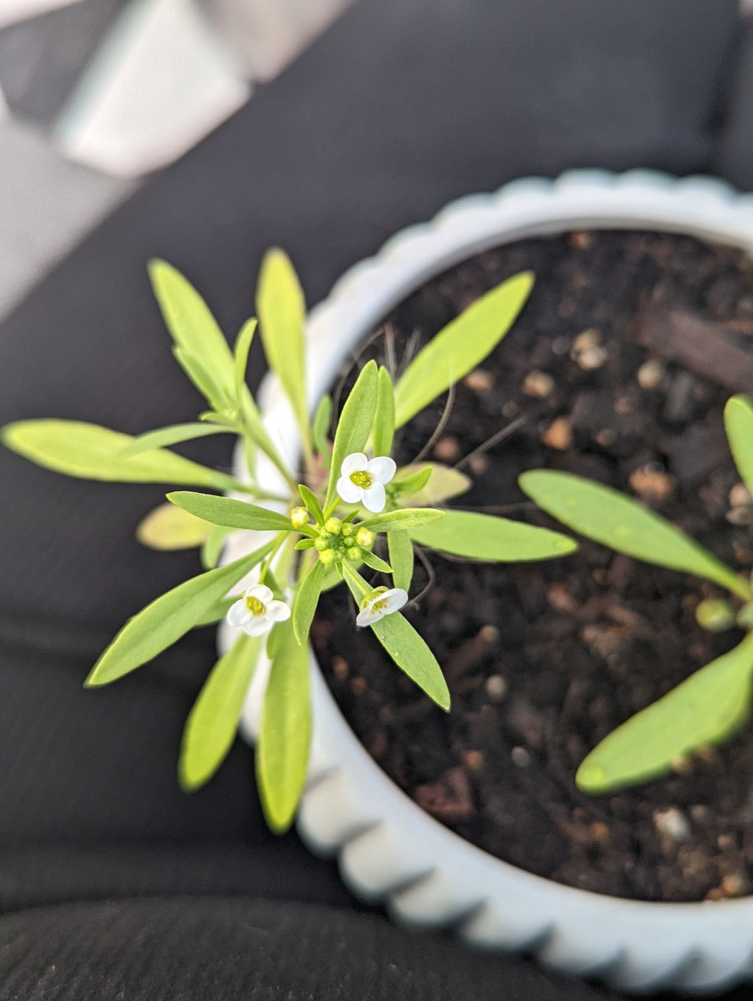 a white wildflower growing out of a small grey planter