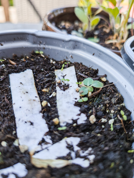 Seed paper planted in soil with green sprouts beginning to emerge