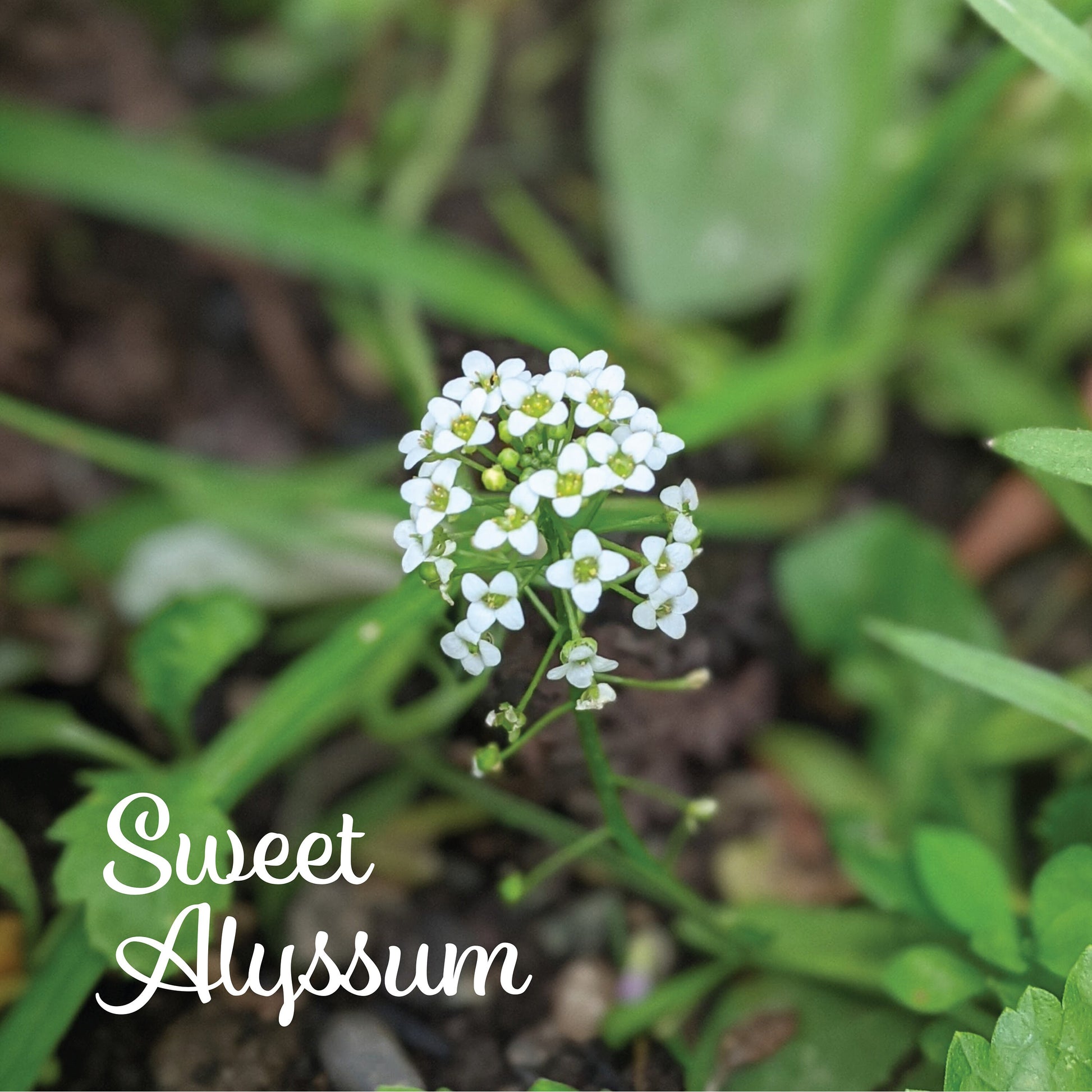 Image of sweet alyssum flower growing in a garden with the text "Sweet Alyssum"
